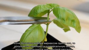 Базилик — выращивание из семян в домашних условиях на подоконнике