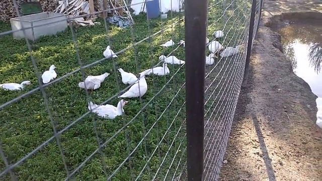 Курица на утиных яйцах. смотреть онлайн