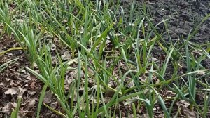 Подкормка чеснока весной для большого урожая в апреле - чем подкормить чеснок чтоб не желтел весной