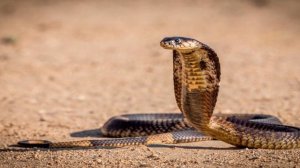 Вот Почему Королевская Кобра Ненавидит Других Змей. Опасные животные