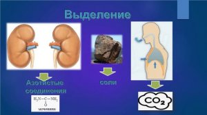 Свойства живого