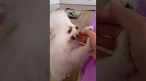 Дети голодают? ??  Померанские шпицы это всегда - почему? ? Маленькая порода собак. #шпиц #животный