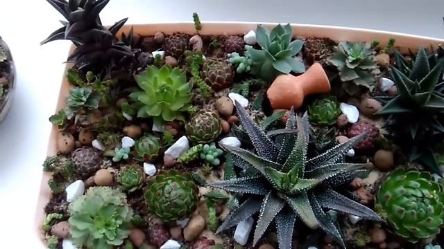 Садик из суккулентов своими руками (хавортия, очиток, молодило и другие) смотреть онлайн