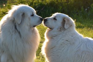 Каталог пород собак. Большая пиренейская горная собака.Pyrenean Mountain Dog, Great Pyrenees.