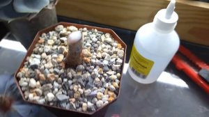 Переукоренение суккулента!!! Меняем внешний  вид!!!