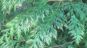 Thuja plicata var. Zebrina