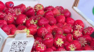 17 тонн клубники продали фермеры за три дня работы Фестиваля «Земляничное лукошко»