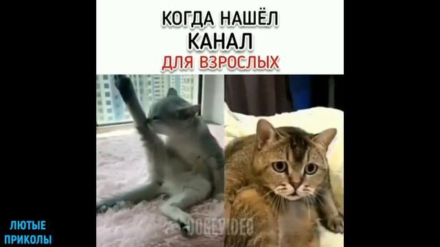 Взрослый канал