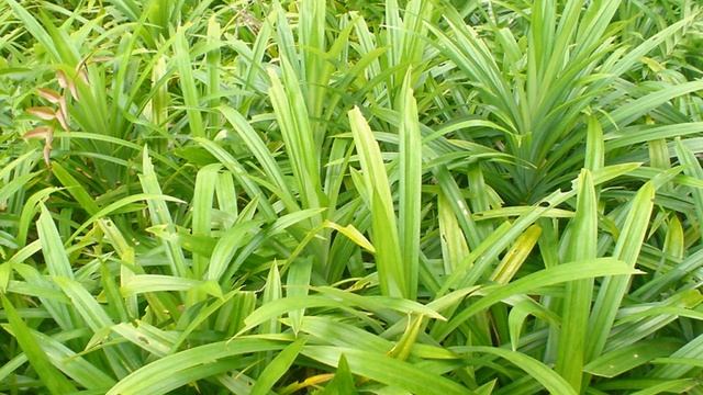 Pandanus amaryllifolius | Wikipedia audio article смотреть онлайн