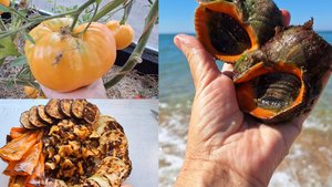 Шашлык из рапанов | Гигант в моей теплице