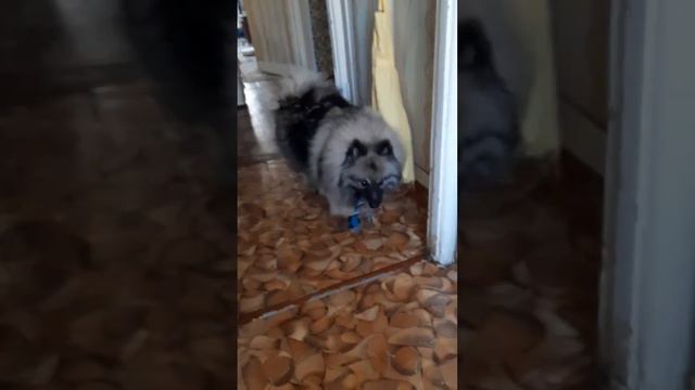 Любимая мамина попка #кеесхонд #собакаулыбака #моясобака