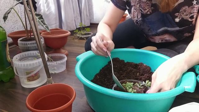 Комнатные растения. Пересадка алоказии амазонской, седума моргана, крассулы брауна. Грунт, полив. смотреть онлайн