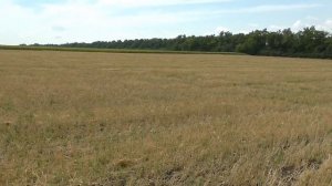 Ячмень, итоги. Сравнение пахота-дисковка-культивация. Часть 2-я.