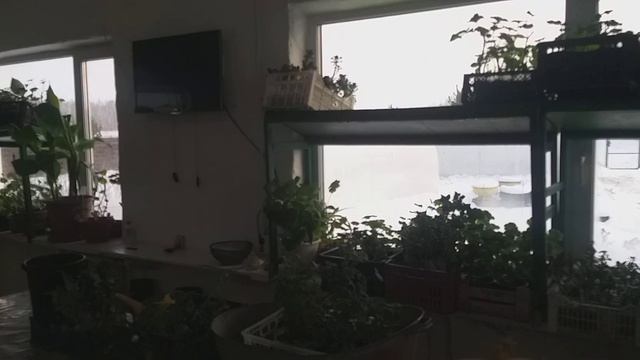 Полив герани и про свет. смотреть онлайн