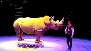 Носорог в цирке, спешите увидеть!