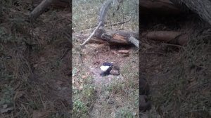 Дикая собака ощенилась  в лесу