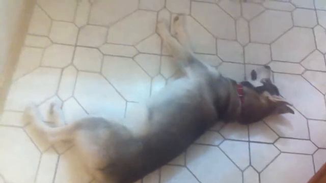 Хаски Грей 5,5 месяцев. Команда умри смотреть онлайн