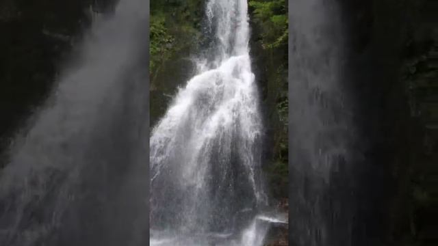 Mtirala National Park. Georgia. Национальный Парк Мтирала. Грузия.