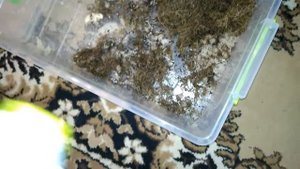 Улитки Ахатина Ретикулята Альбина и Черноголовая