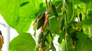 Самые урожайные сорта огурцов для теплицы и открытого грунта. Вкусные и урожайные огурцы 2021.