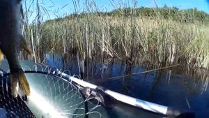 Щука и окунь на мелководье.