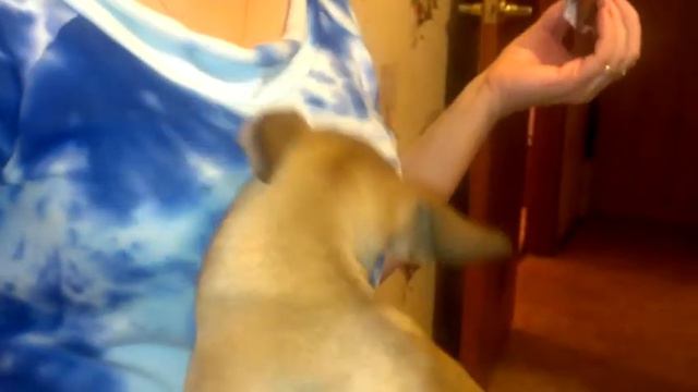 Той-терьер улыбается смотреть онлайн