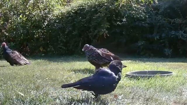 Хуцпа от вороны. смотреть онлайн