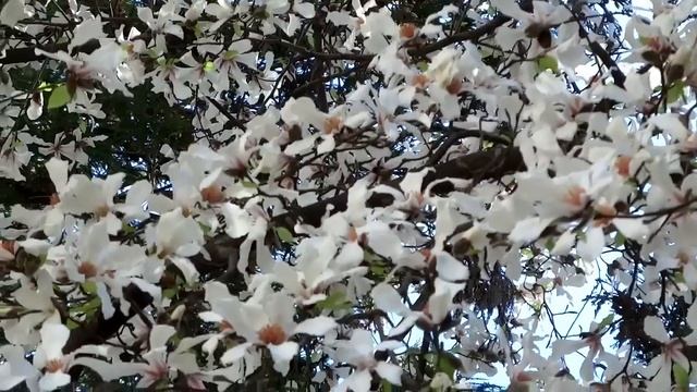 Магнолия безлистная. Буйное цветение. Март 2015 год. Лазаревское, Сочи. SOCHI RUSSIA