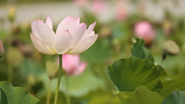 Медитация «Любящая доброта» смотреть онлайн