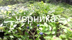 Черника в лесу, как растёт черника в лесу..mpg