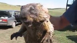 Приколы - Как кричит сурок