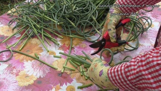 Получим крупный чеснок и средство от болезней и вредителей смотреть онлайн