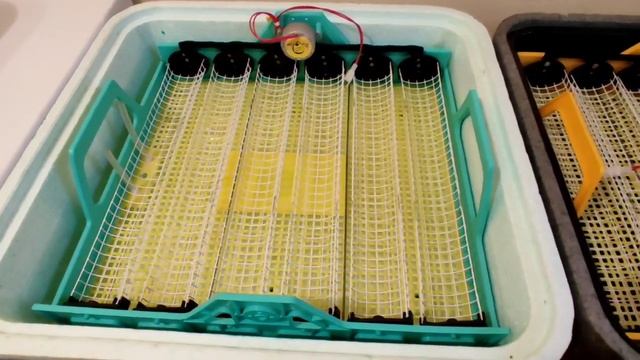 СМОТРИТЕ ДО КОНЦА! И ДЕЛАЙТЕ КАК МЫ! МУСКУСНЫЕ УТКИ, КУРЫ НЕСУШКИ, ИНКУБАТОРЫ И ИНКУБАЦИЯ, ЗАРАБОТО смотреть онлайн