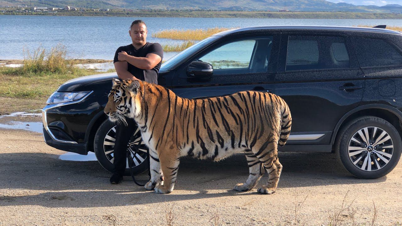 Тигр Ройс поехал на машине гулять(бутылку за собой убрали )/tiger went for a walk