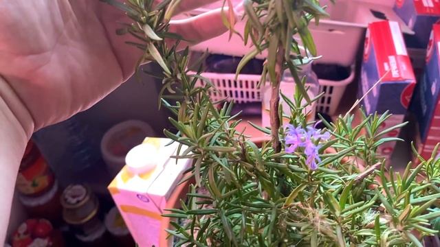 у нас идёт 45-е ФЕВРАЛЯ и у ПАПЫ зацвёл РОЗМАРИН смотреть онлайн