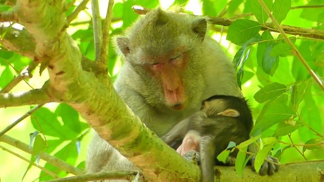 MG! Soon Dry JANE Monkey Hard Working& Look So Tired Due JAZZY Learn How Getting More Milk& Sleepin смотреть онлайн