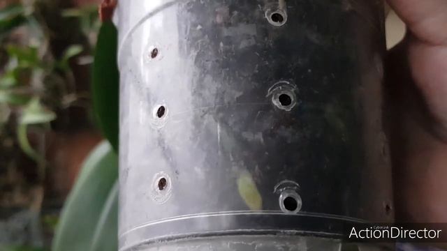 Самый Лёгкий и Незатратный Способ Нарастить Корни Орхидее!Как??