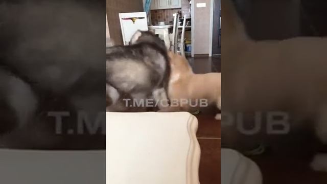 быстро успокоил