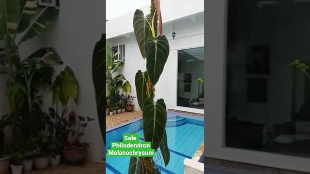 Sale Philodendron Melanochrysum