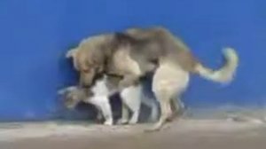 Мультик Кот и Пёс