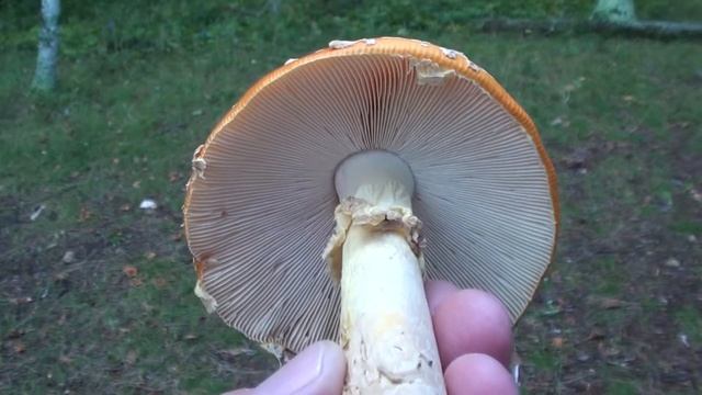 Amanita Mushroom (Amanita muscaria) Close-up