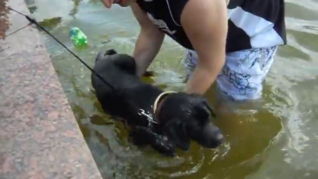 Наш смешной щенок лабрадора плавает в фонтане на ВВЦ Москва