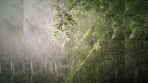 Живой лес, звуки дождя, пение птиц?