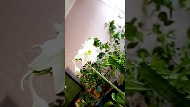 Eucharis amazonic  зацвел Эухарис 🤗 семейство Амариллисовые