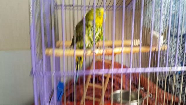 Волнистый попугай Кеша купается дома . Как научить попугая купаться? Волнистые попугаи смотреть онлайн