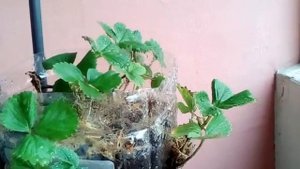 Моя клубника на балконе Хоней и Маэстро