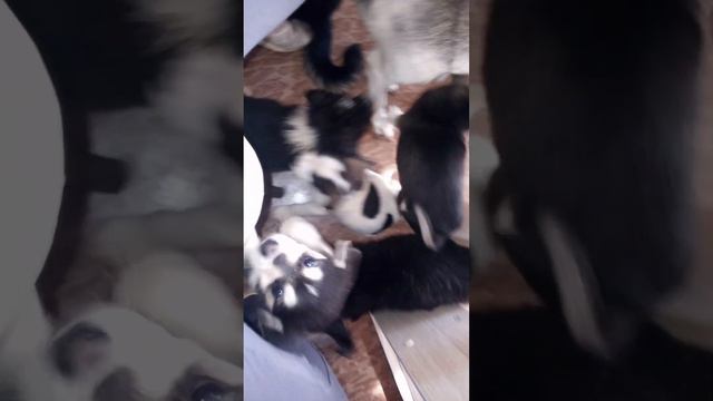 привет от щенят, Джесси и Толстого) смотреть онлайн