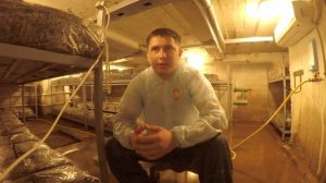 Выращивание Шампиньонов В Домашних Условиях. Компост