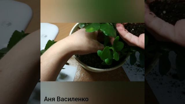 Обновить каланхоэ. До и после смотреть онлайн