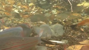 Хариус в ручье.